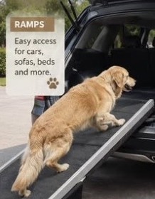 Golden Retriever using a Comfort Paws ramp to get into a car
